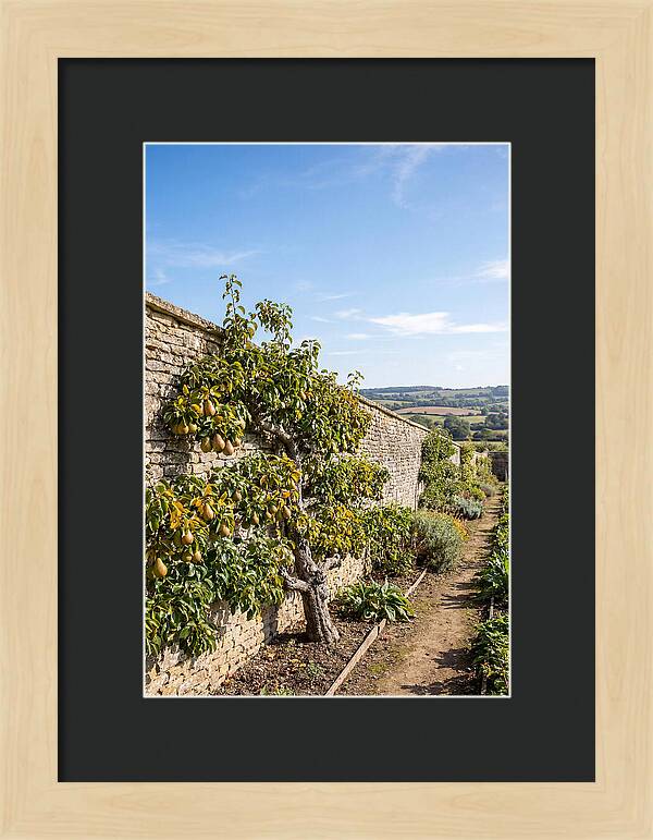 Old Pear Tree Espalier Against Stone Wall