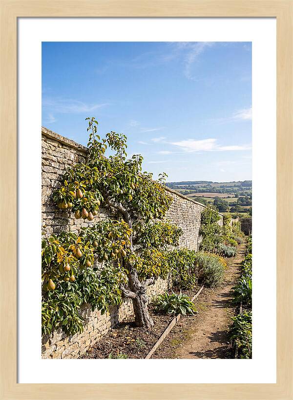 Old Pear Tree Espalier Against Stone Wall