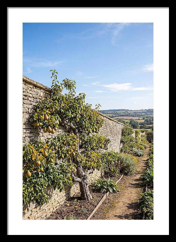 Old Pear Tree Espalier Against Stone Wall