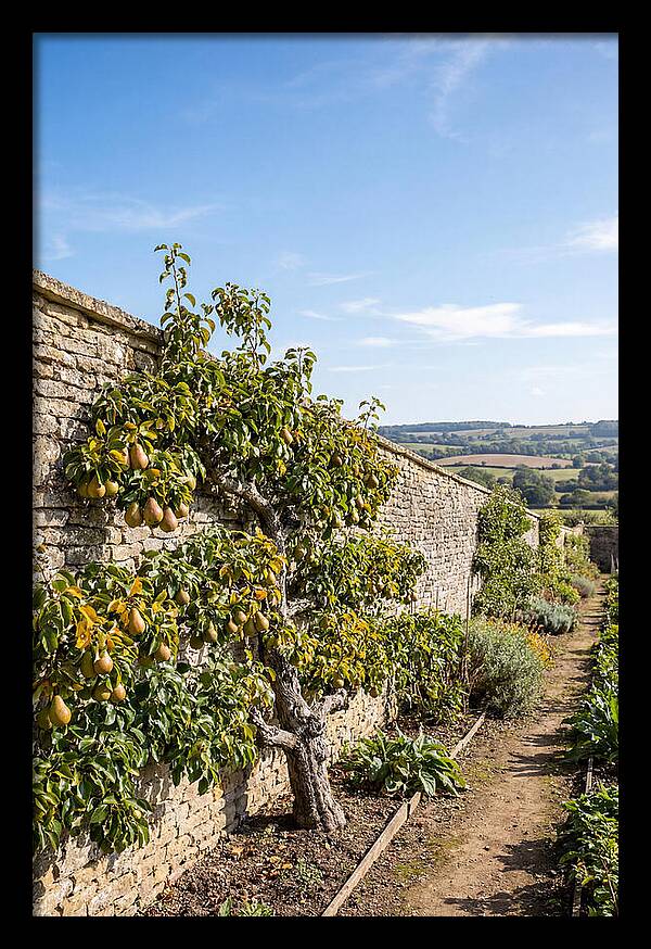 Old Pear Tree Espalier Against Stone Wall
