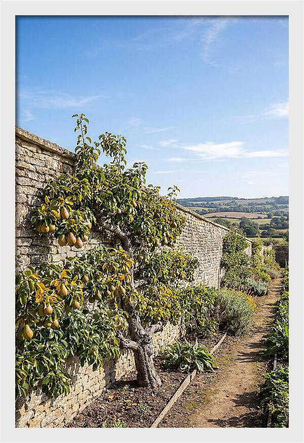 Old Pear Tree Espalier Against Stone Wall