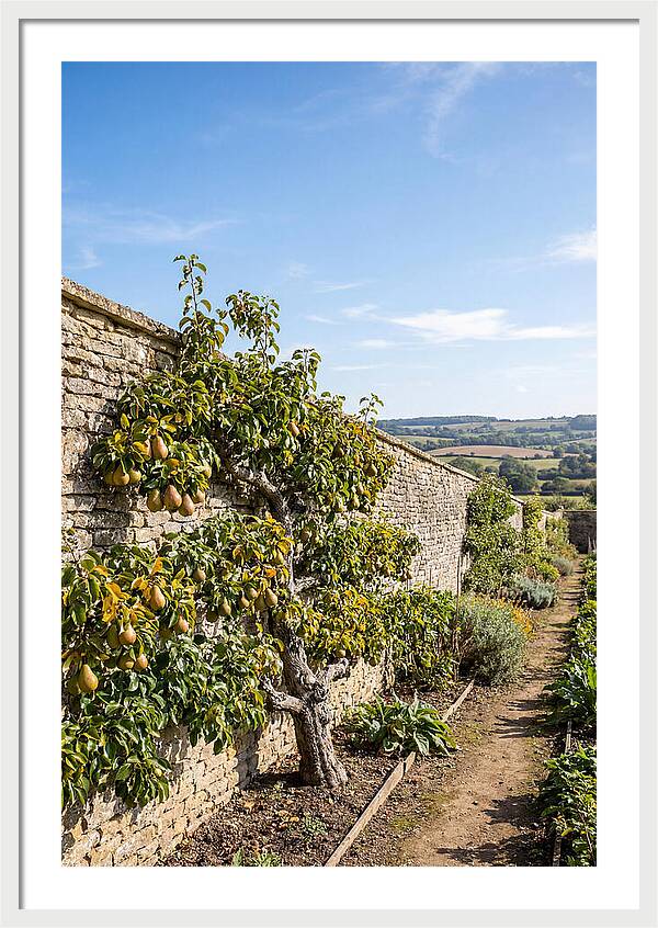 Old Pear Tree Espalier Against Stone Wall