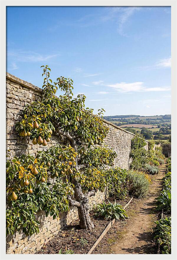 Old Pear Tree Espalier Against Stone Wall