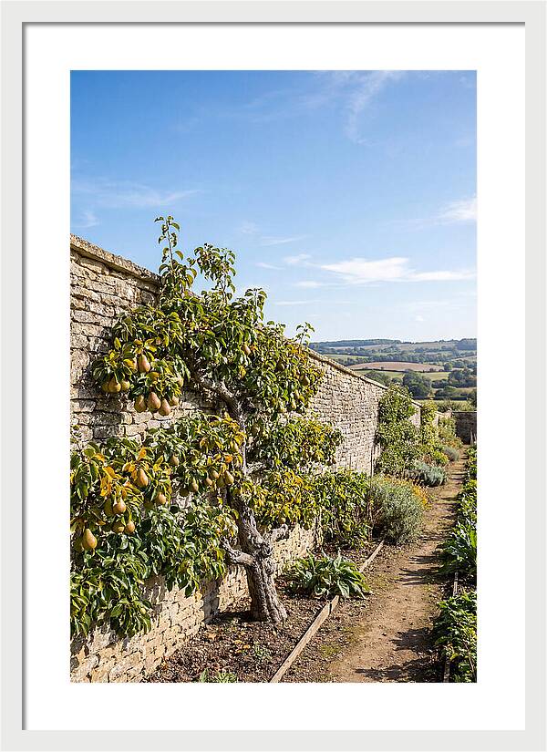 Old Pear Tree Espalier Against Stone Wall