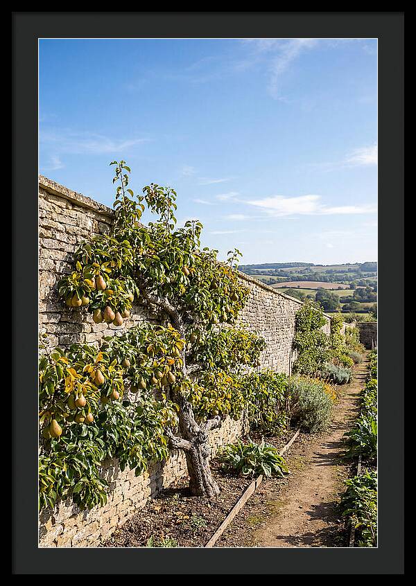 Old Pear Tree Espalier Against Stone Wall