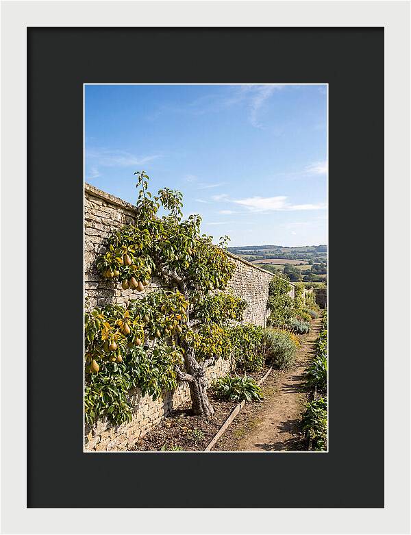 Old Pear Tree Espalier Against Stone Wall