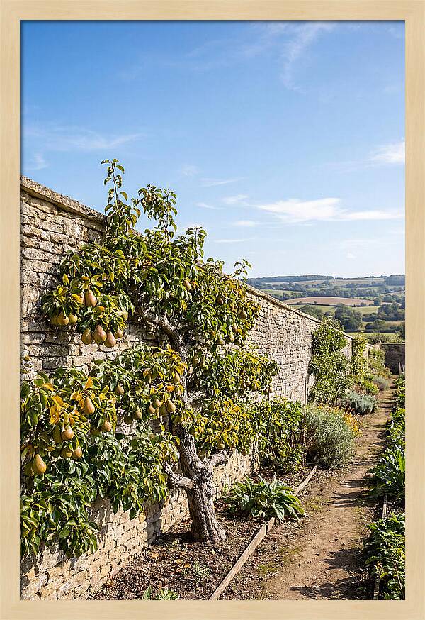 Old Pear Tree Espalier Against Stone Wall
