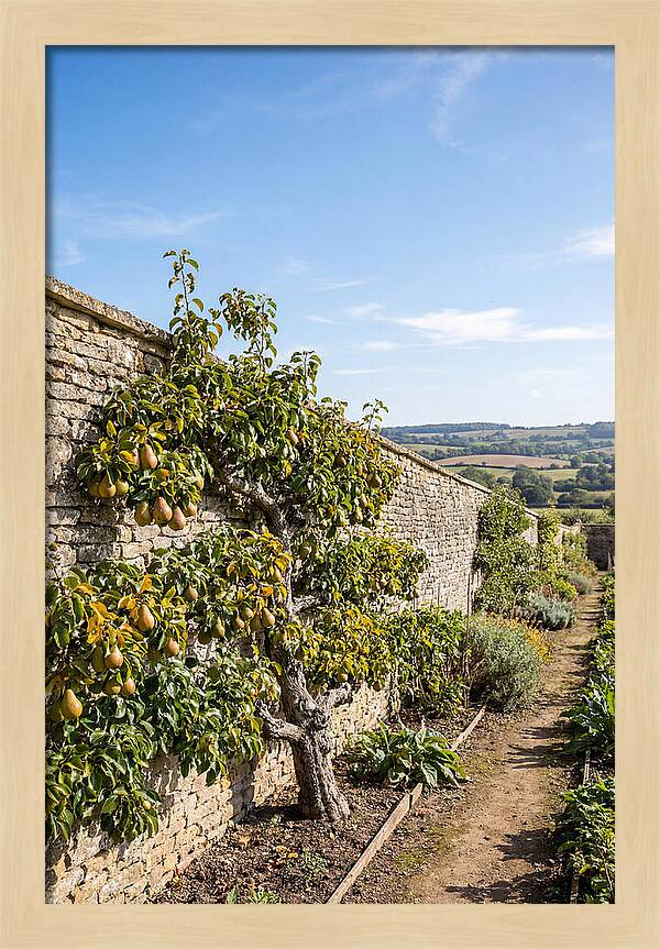 Old Pear Tree Espalier Against Stone Wall