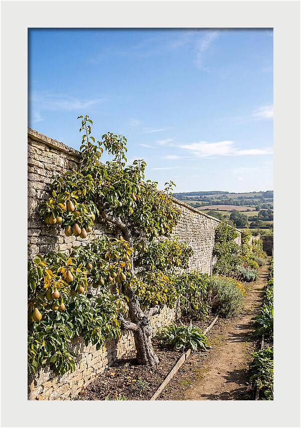 Old Pear Tree Espalier Against Stone Wall