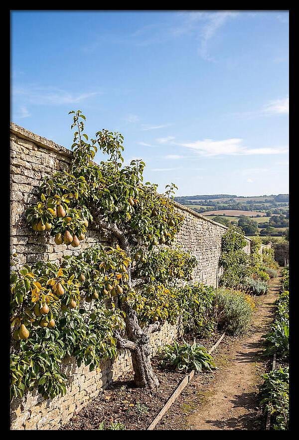 Old Pear Tree Espalier Against Stone Wall