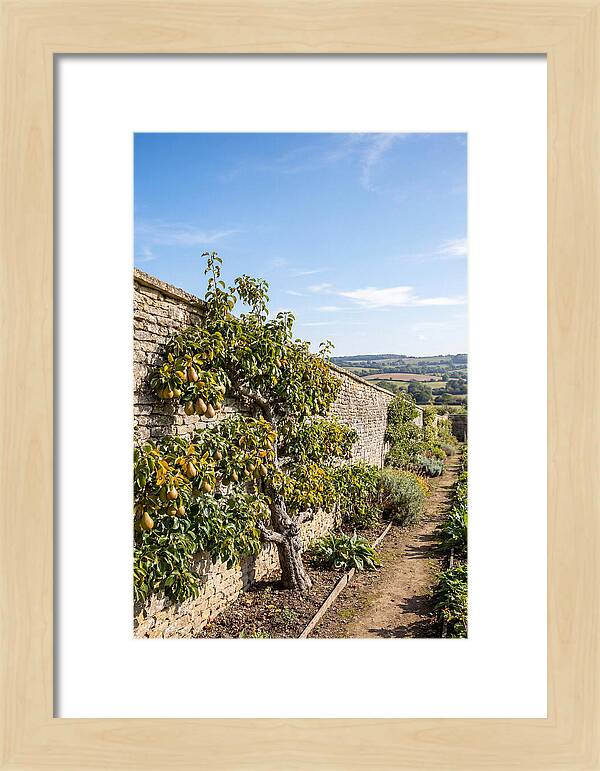Old Pear Tree Espalier Against Stone Wall