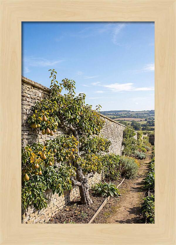 Old Pear Tree Espalier Against Stone Wall