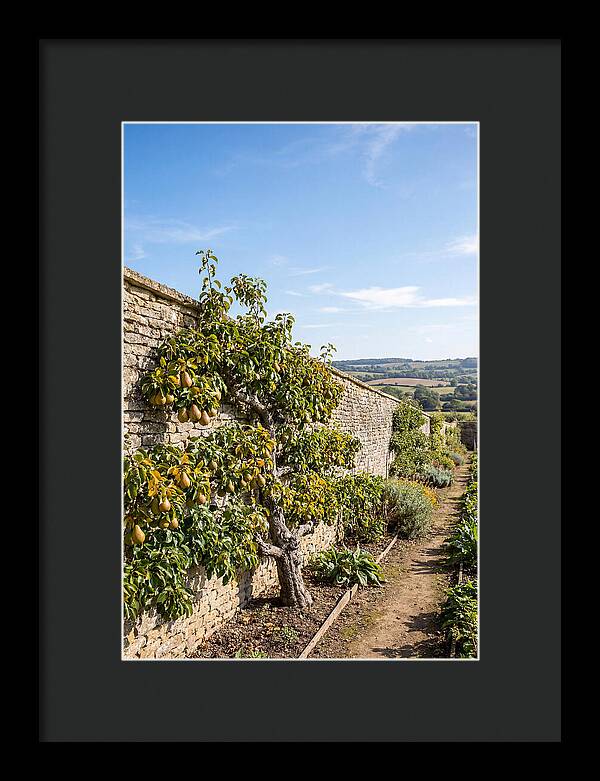 Old Pear Tree Espalier Against Stone Wall
