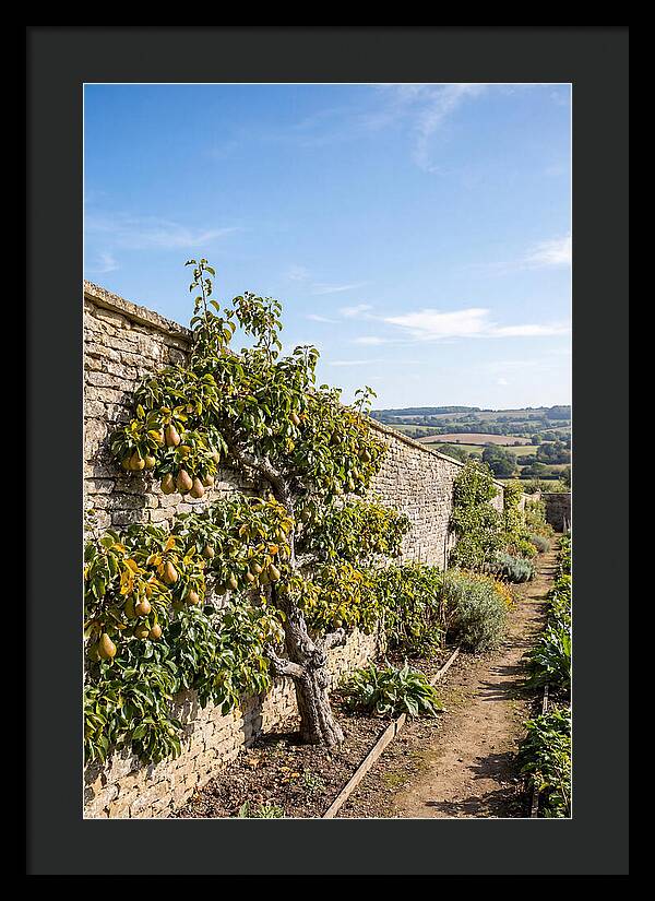 Old Pear Tree Espalier Against Stone Wall