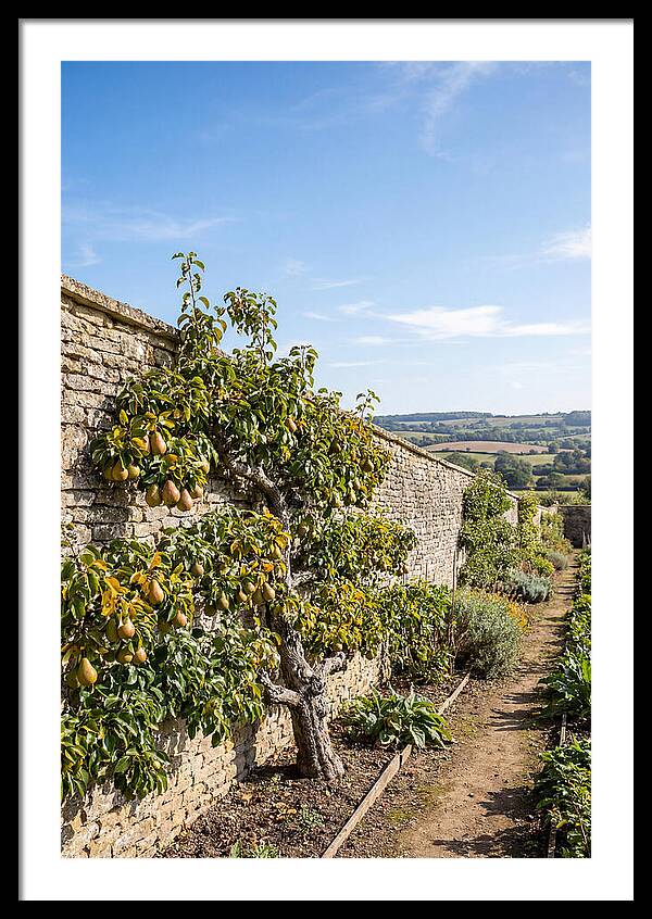 Old Pear Tree Espalier Against Stone Wall