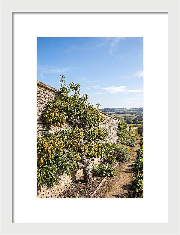 Old Pear Tree Espalier Against Stone Wall