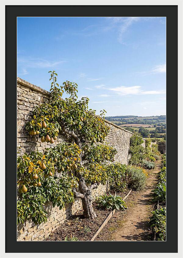 Old Pear Tree Espalier Against Stone Wall