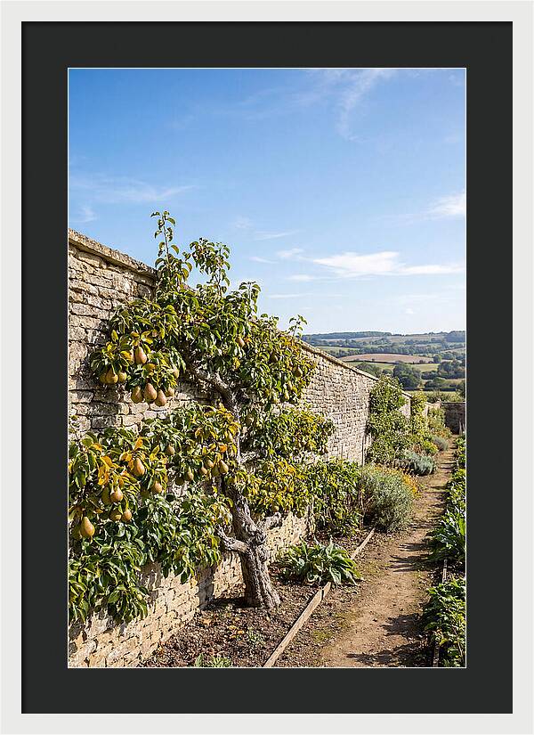 Old Pear Tree Espalier Against Stone Wall