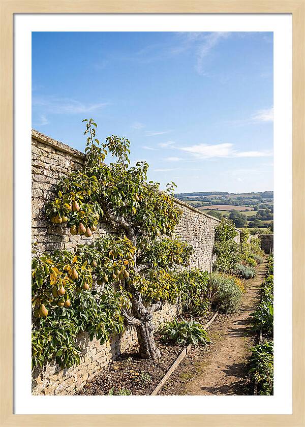Old Pear Tree Espalier Against Stone Wall