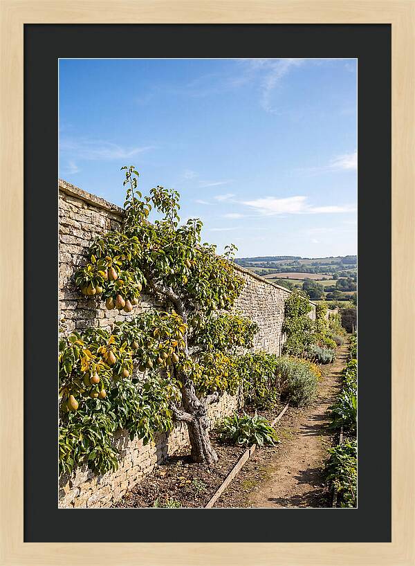 Old Pear Tree Espalier Against Stone Wall