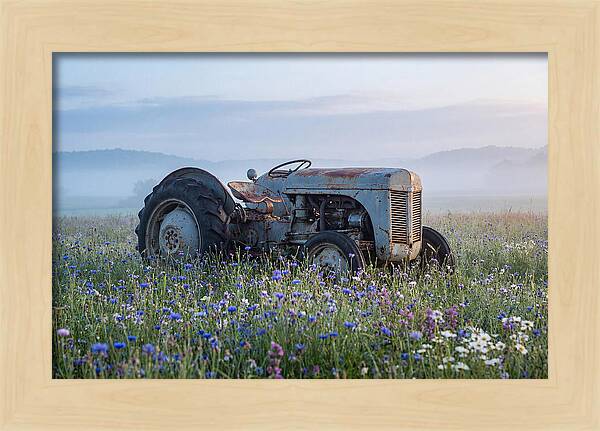 Old Tractor Amidst Wildflowers