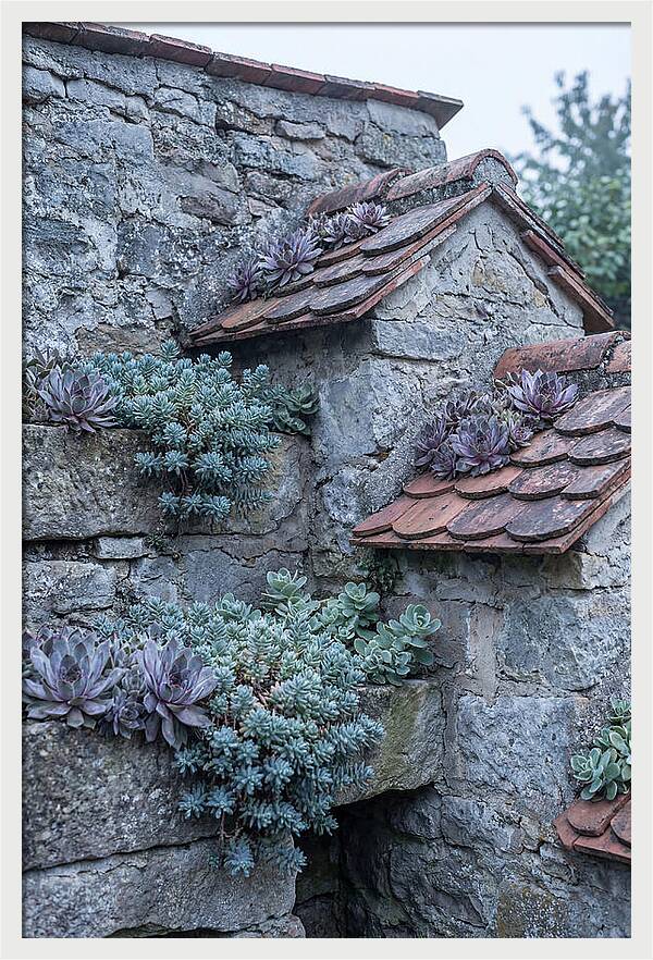 Old Wall Garden Serenity
