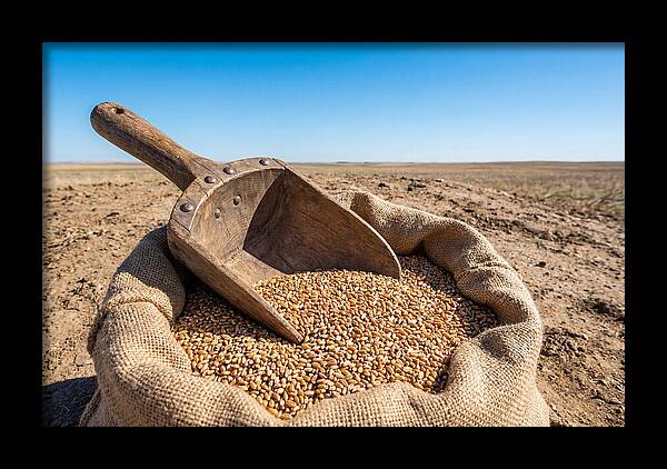 Old Wooden Grain Scoop
