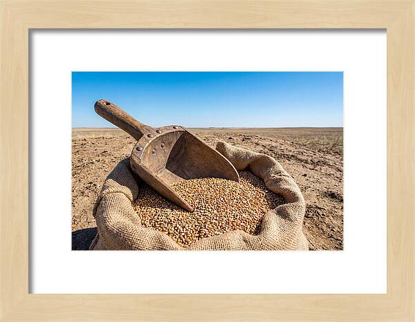 Old Wooden Grain Scoop