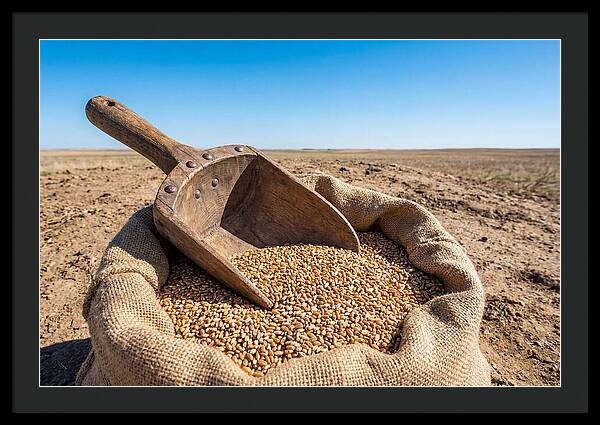 Old Wooden Grain Scoop