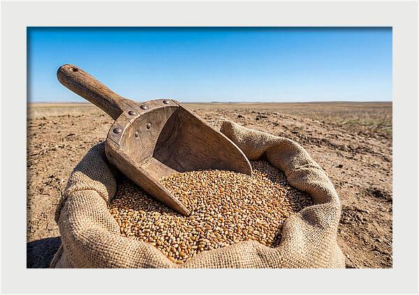 Old Wooden Grain Scoop