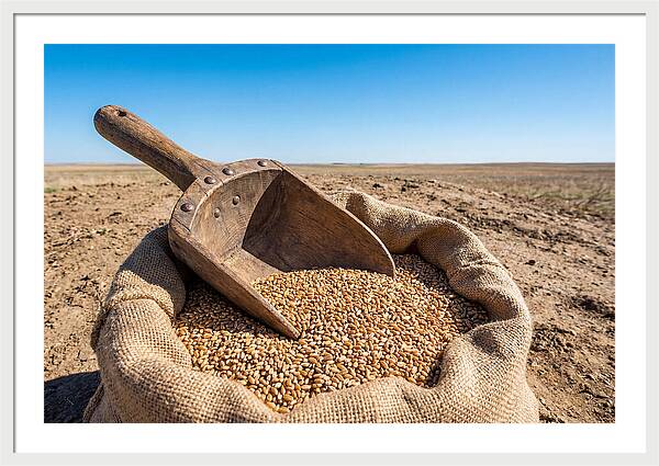 Old Wooden Grain Scoop
