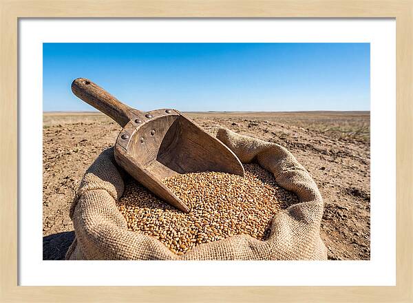 Old Wooden Grain Scoop
