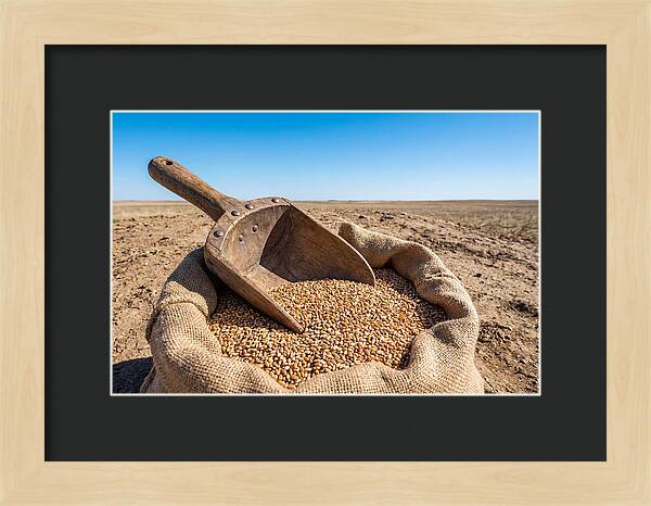 Old Wooden Grain Scoop