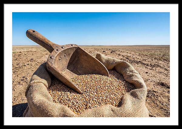 Old Wooden Grain Scoop