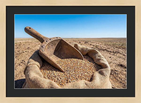 Old Wooden Grain Scoop