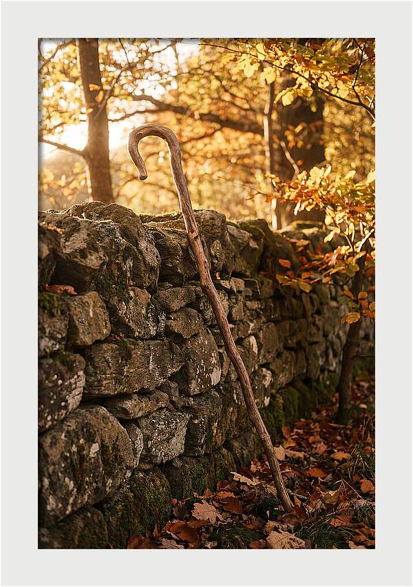 Old Wooden Shepherds Crook