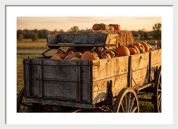 Old Wooden Wagon Loaded With Pumpkins