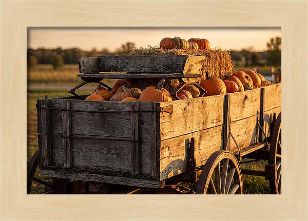 Old Wooden Wagon Loaded With Pumpkins