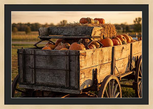 Old Wooden Wagon Loaded With Pumpkins