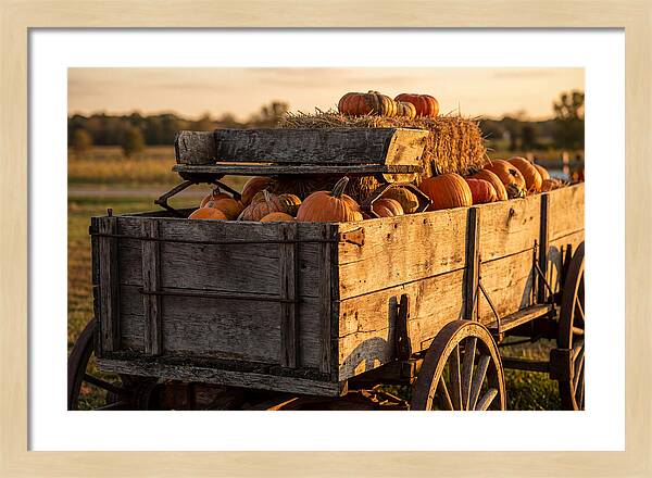 Old Wooden Wagon Loaded With Pumpkins
