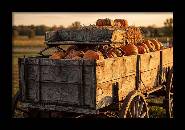 Old Wooden Wagon Loaded With Pumpkins