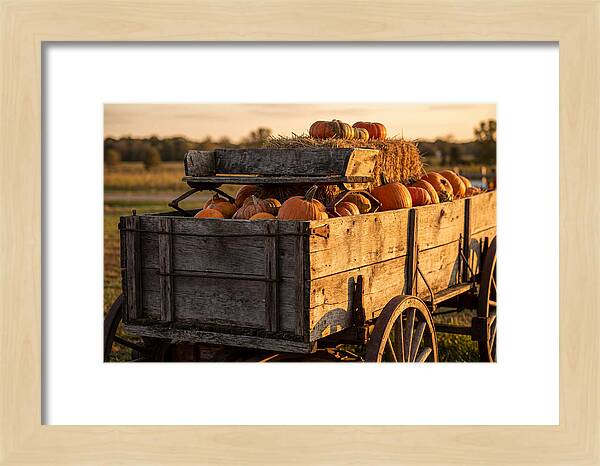 Old Wooden Wagon Loaded With Pumpkins