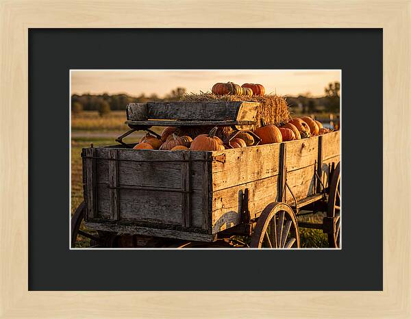 Old Wooden Wagon Loaded With Pumpkins