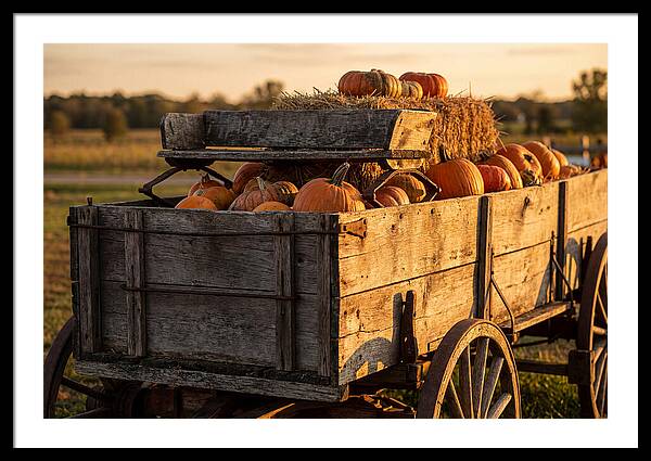 Old Wooden Wagon Loaded With Pumpkins