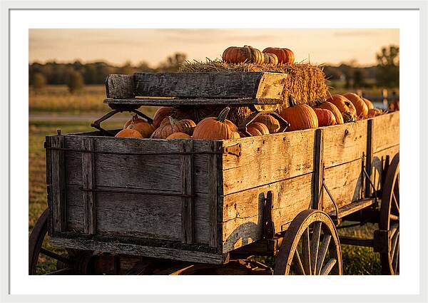 Old Wooden Wagon Loaded With Pumpkins