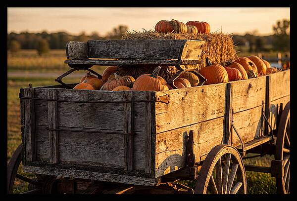 Old Wooden Wagon Loaded With Pumpkins