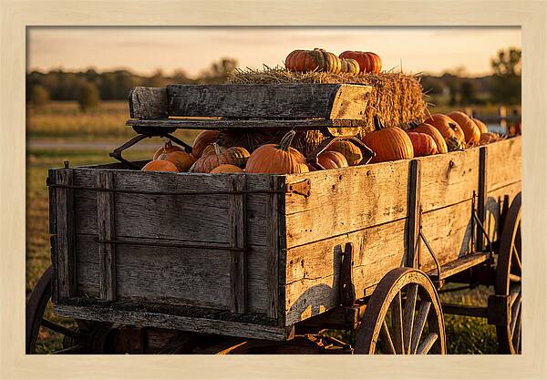 Old Wooden Wagon Loaded With Pumpkins