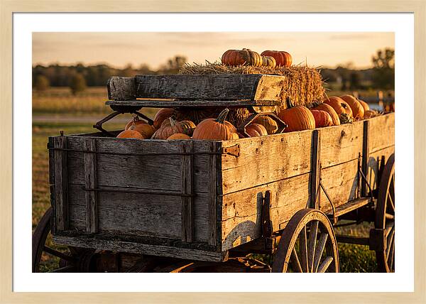 Old Wooden Wagon Loaded With Pumpkins
