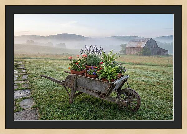 Old Wooden Wheelbarrow With Flowers