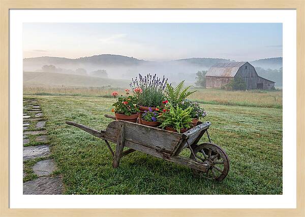 Old Wooden Wheelbarrow With Flowers